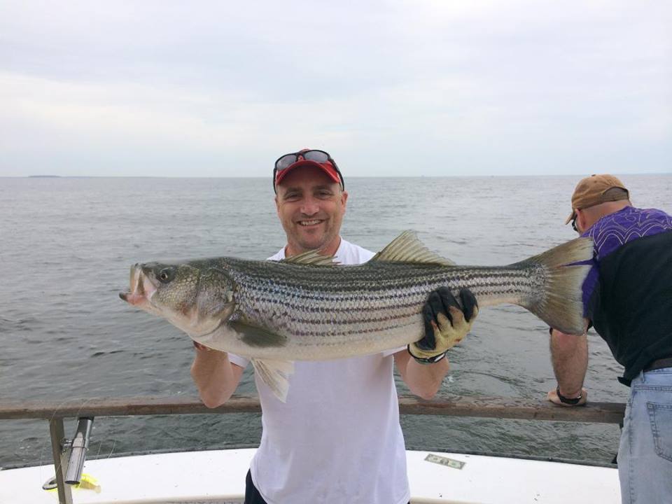 Large Striped Bass-Captain Brandon Moore Chasin Tail Charters 108 Talbot Rd Stevensville MD 21666 captain@chasintailch.com www.chasintailch.com