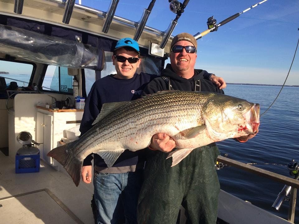 Monster 47lb Striped Bass caught by Captain Brandon Moore Chasin Tail Charters 108 Talbot Rd Stevensville MD 21666 captain@chasintailch.com www.chasintailch.com