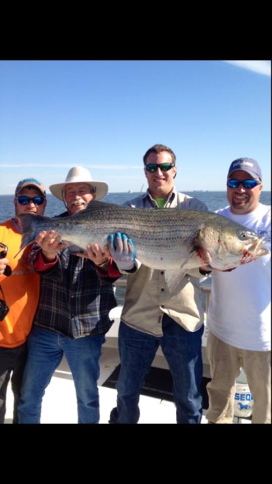 Big Striped Bass-Captain Brandon Moore Chasin Tail Charters 108 Talbot Rd Stevensville MD 21666 captain@chasintailch.com www.chasintailch.com