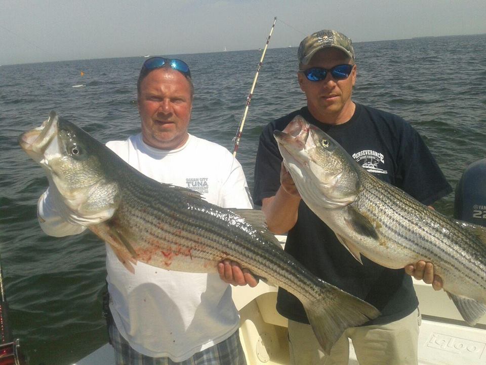 Big daddy Rockfish Captain Brandon Moore Chasin Tail Charters 108 Talbot Rd Stevensville MD 21666 captain@chasintailch.com www.chasintailch.com