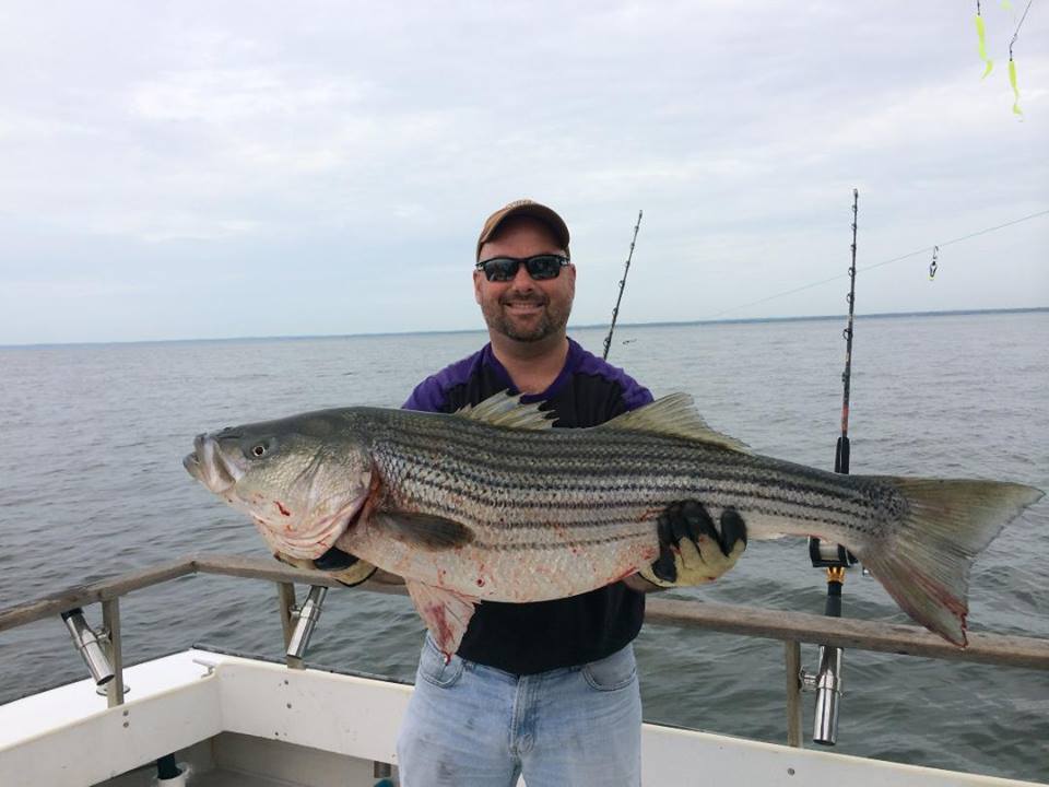 Large Striped Bass caught on Chasin Tail Charters. Stevensville MD 21666